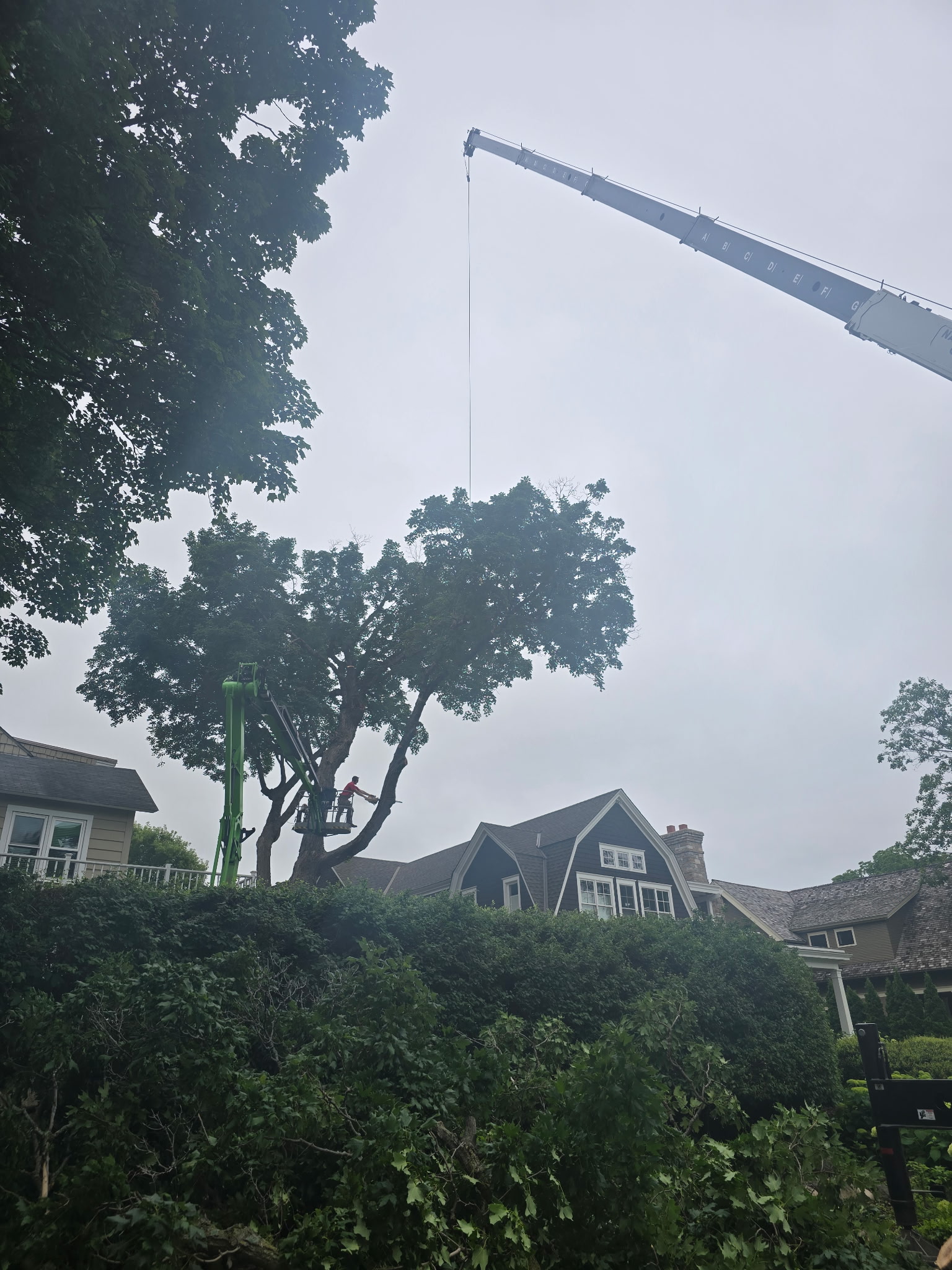 Tree service work photo