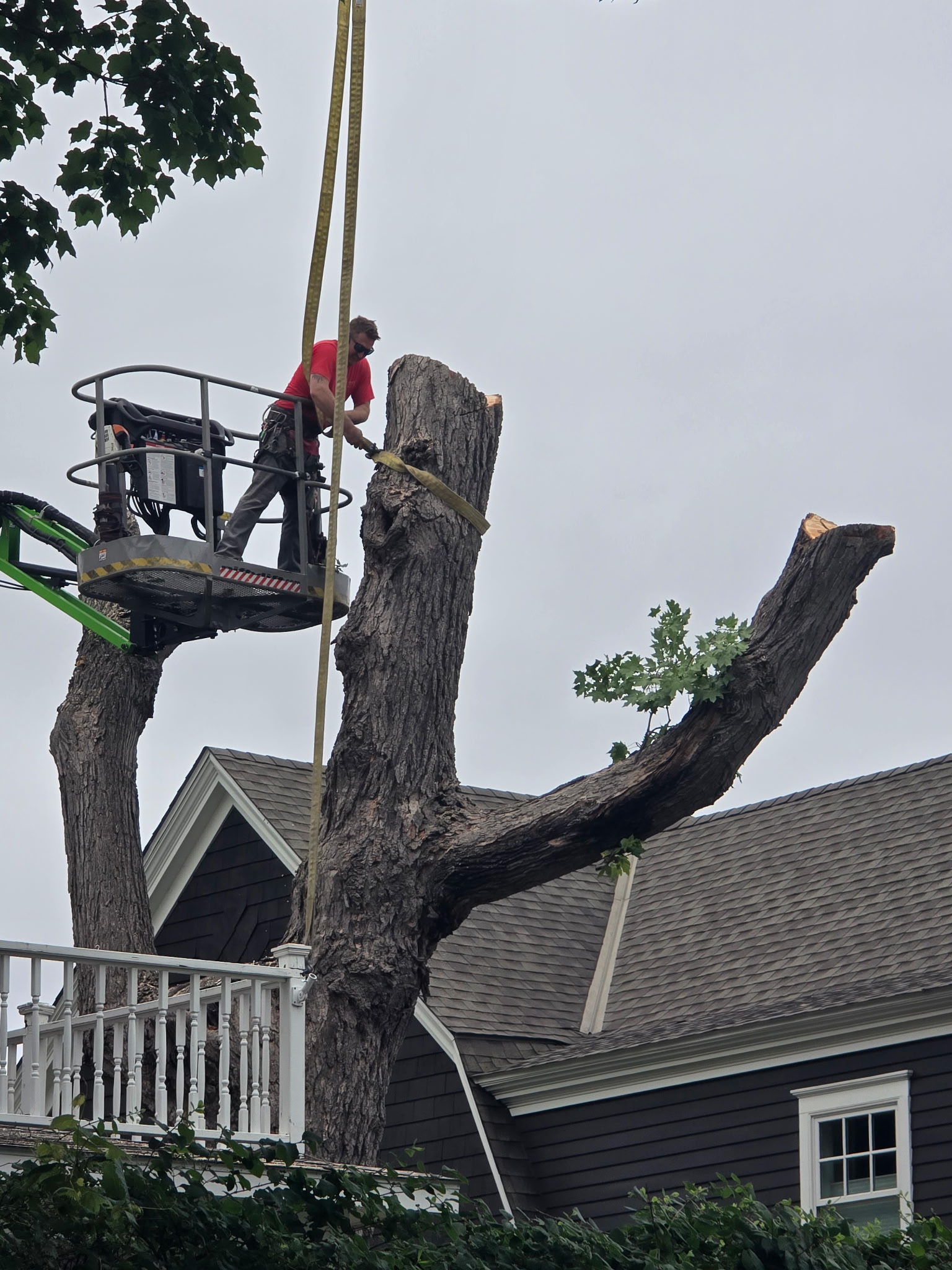 Tree service work photo